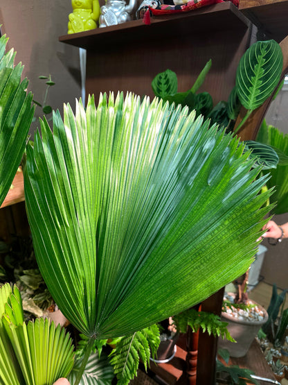 Chinese fan palm 圓葉蒲葵
