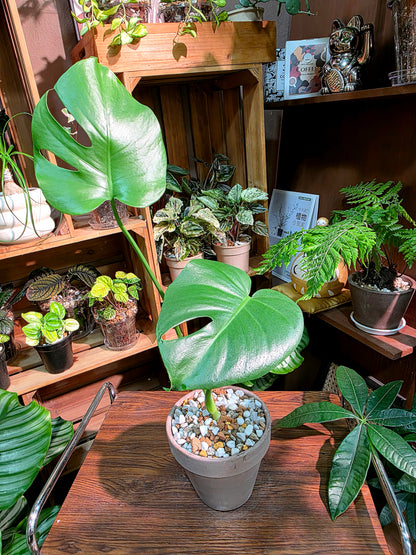 Monstera deliciosa 迷你龜背竹