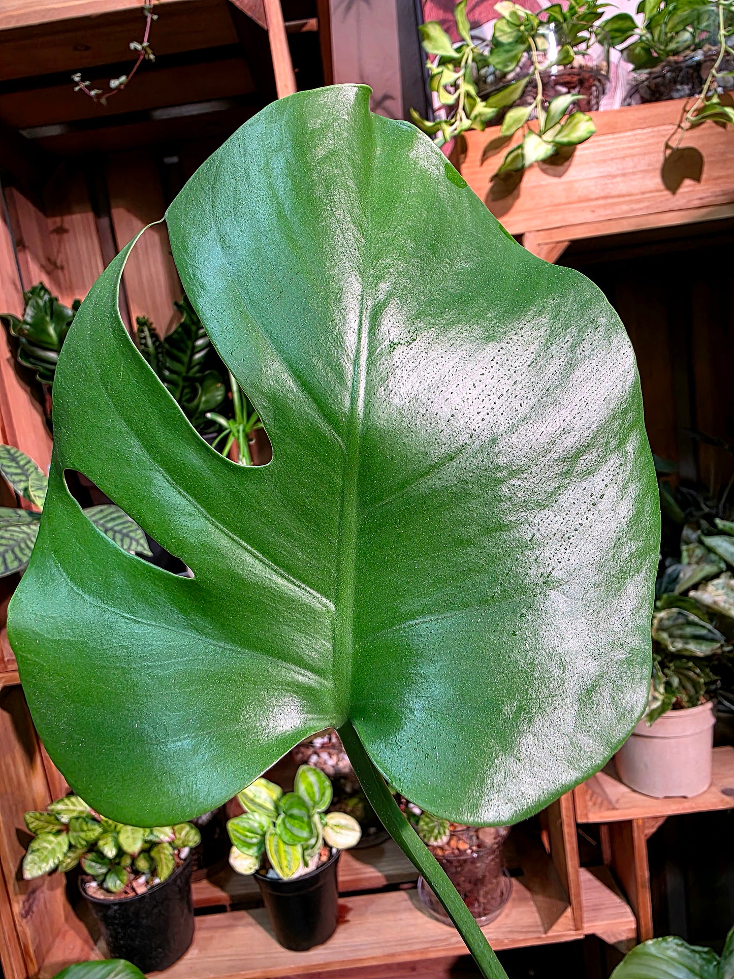 Monstera deliciosa 迷你龜背竹