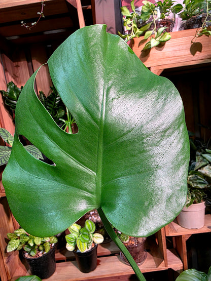 Monstera deliciosa 迷你龜背竹