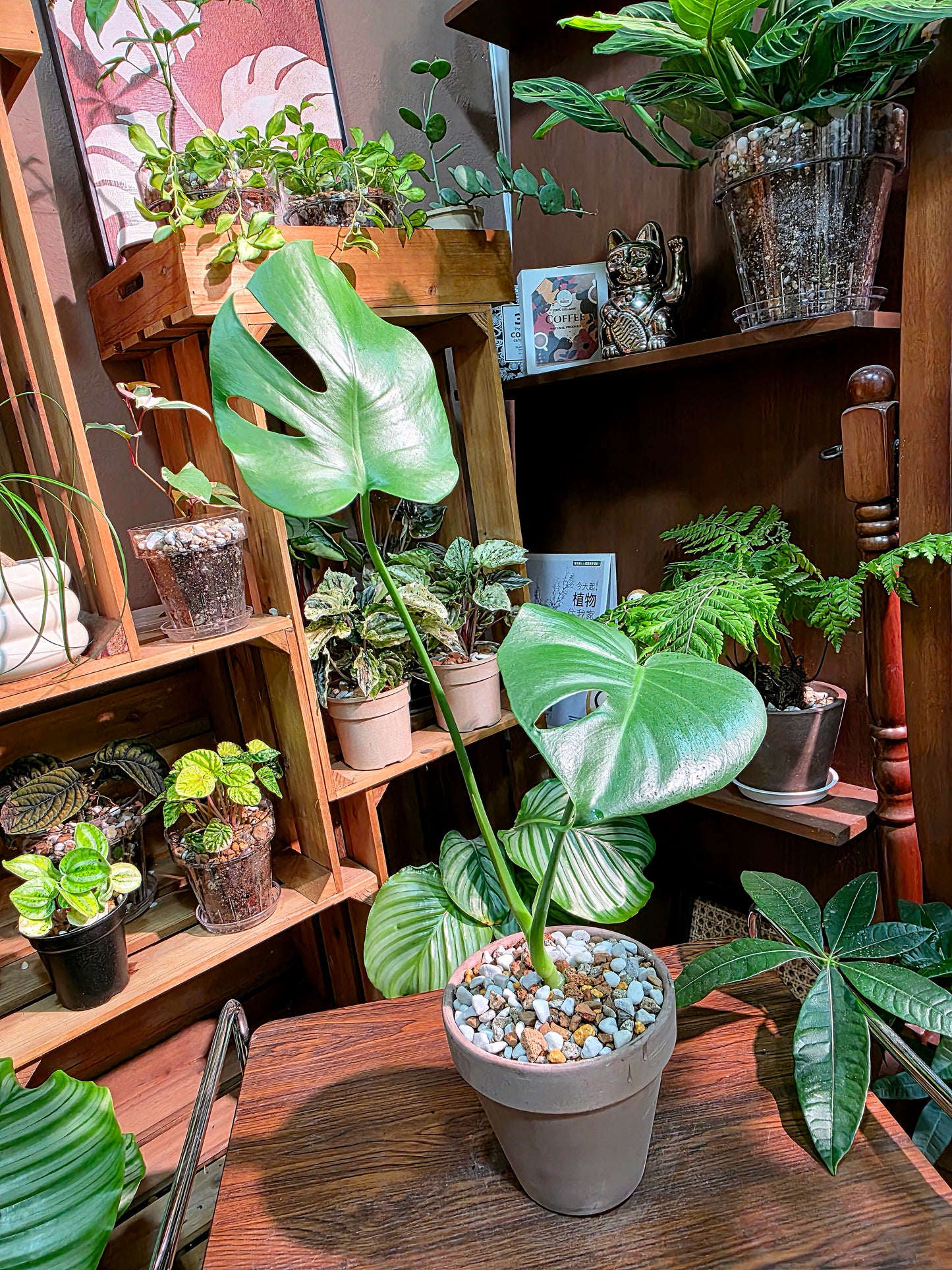 Monstera deliciosa 迷你龜背竹