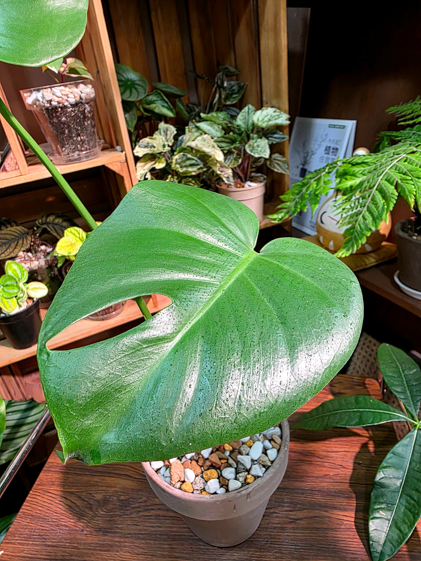 Monstera deliciosa 迷你龜背竹