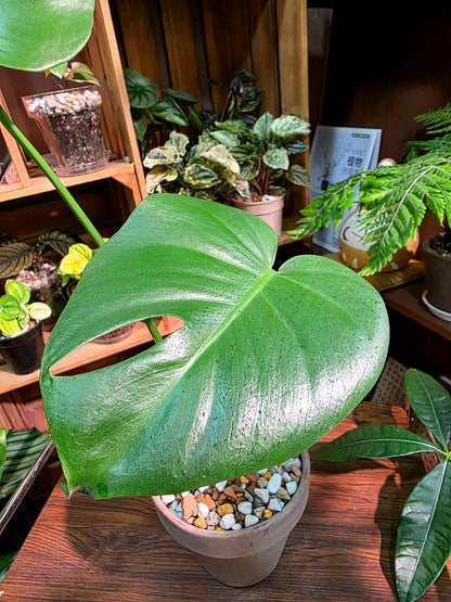 Monstera deliciosa 迷你龜背竹