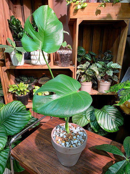 Monstera deliciosa 迷你龜背竹