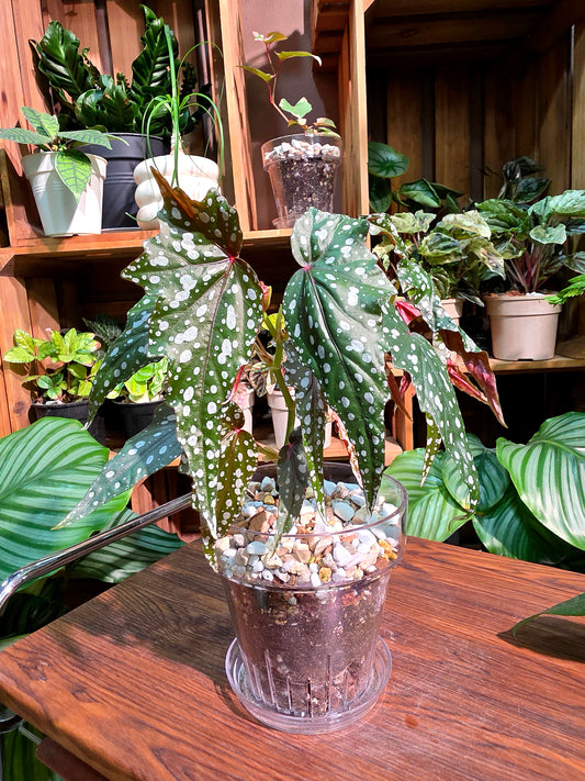Begonia sardine 沙丁魚秋海棠
