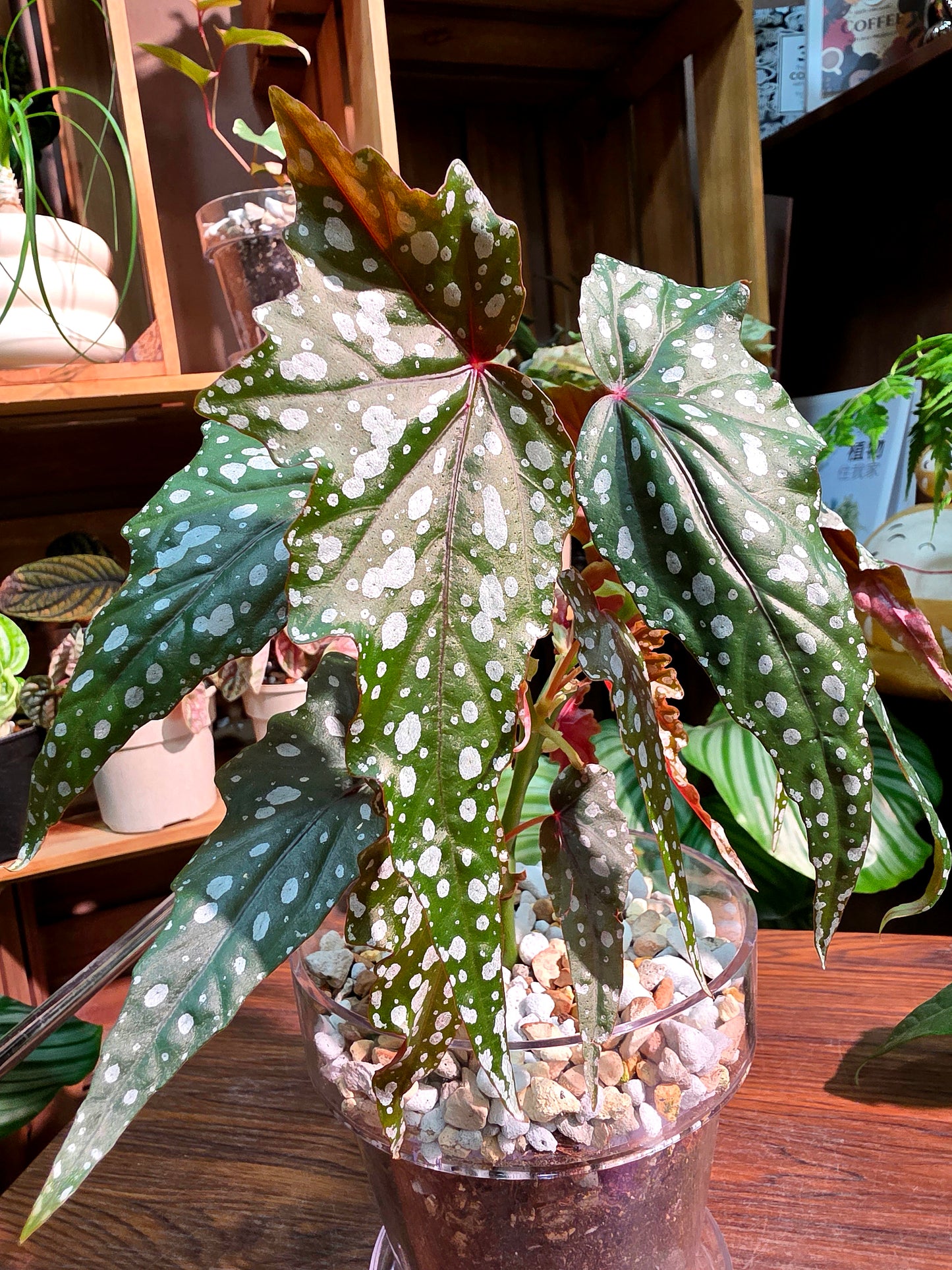 Begonia sardine 沙丁魚秋海棠