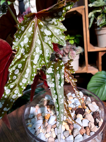 Begonia sardine 沙丁魚秋海棠