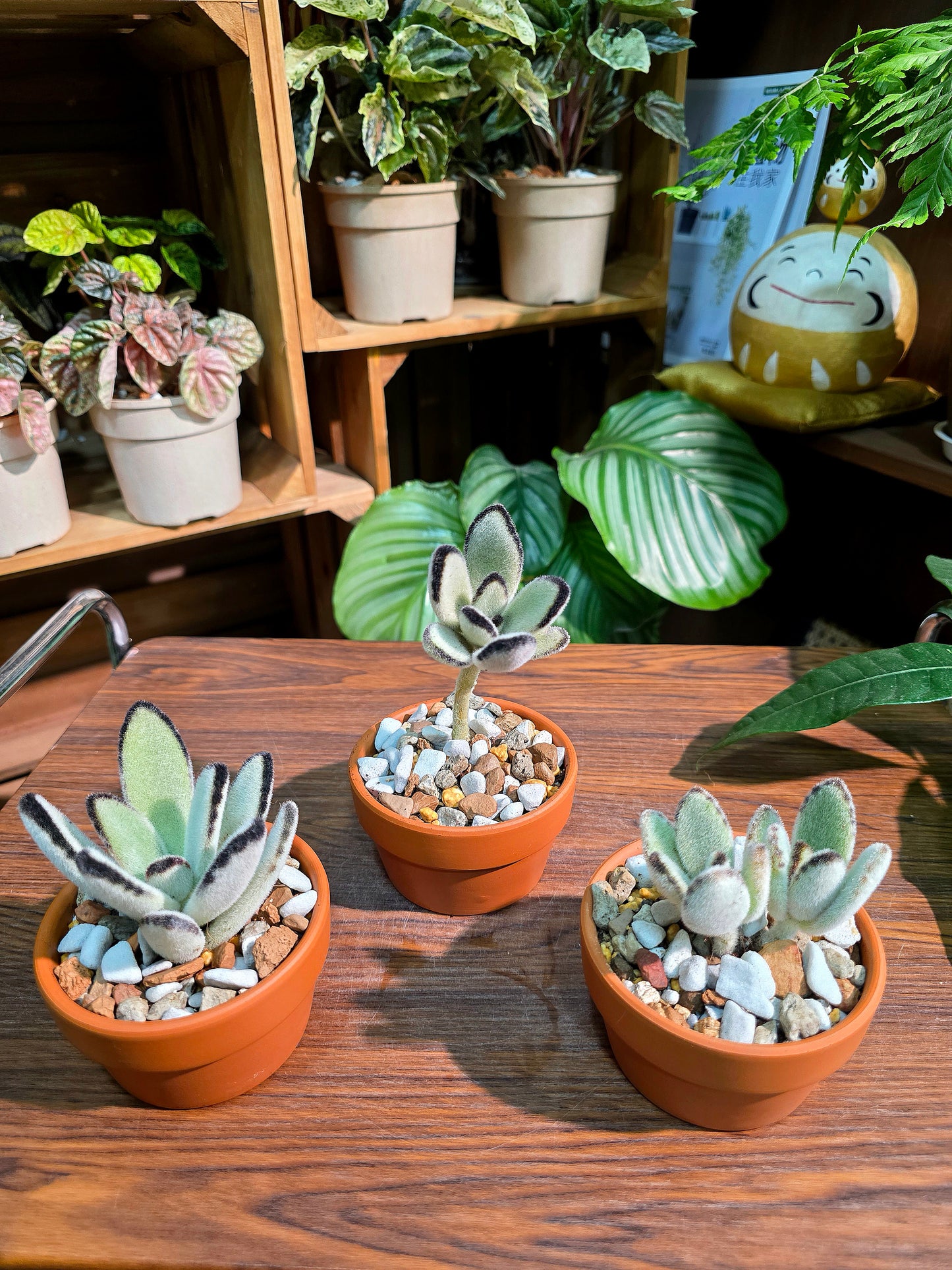 Kalanchoe tomentosa 達摩兔耳