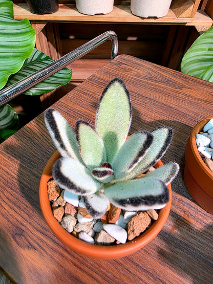 Kalanchoe tomentosa 達摩兔耳