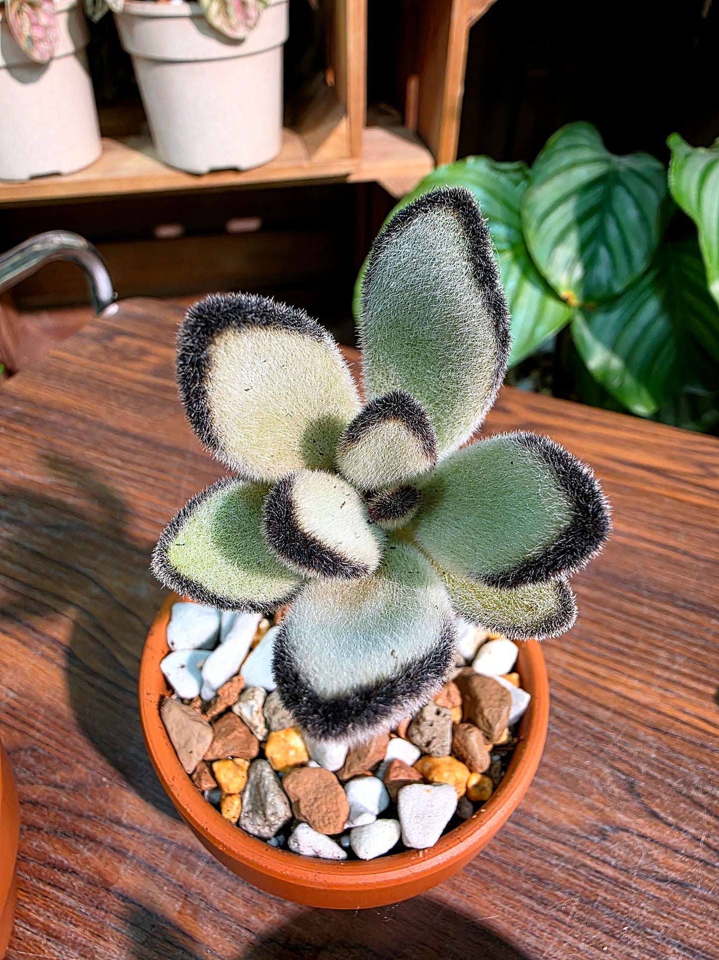Kalanchoe tomentosa 達摩兔耳