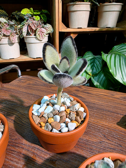 Kalanchoe tomentosa 達摩兔耳