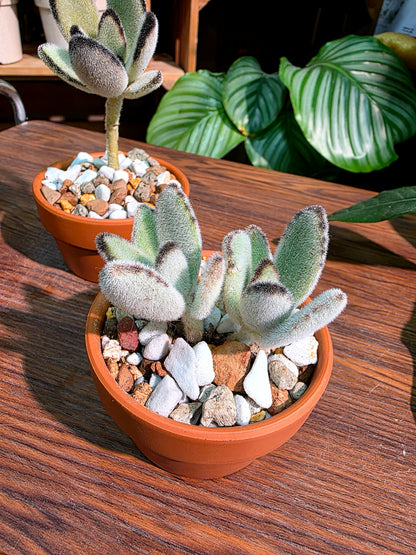 Kalanchoe tomentosa 達摩兔耳