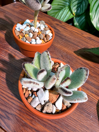 Kalanchoe tomentosa 達摩兔耳