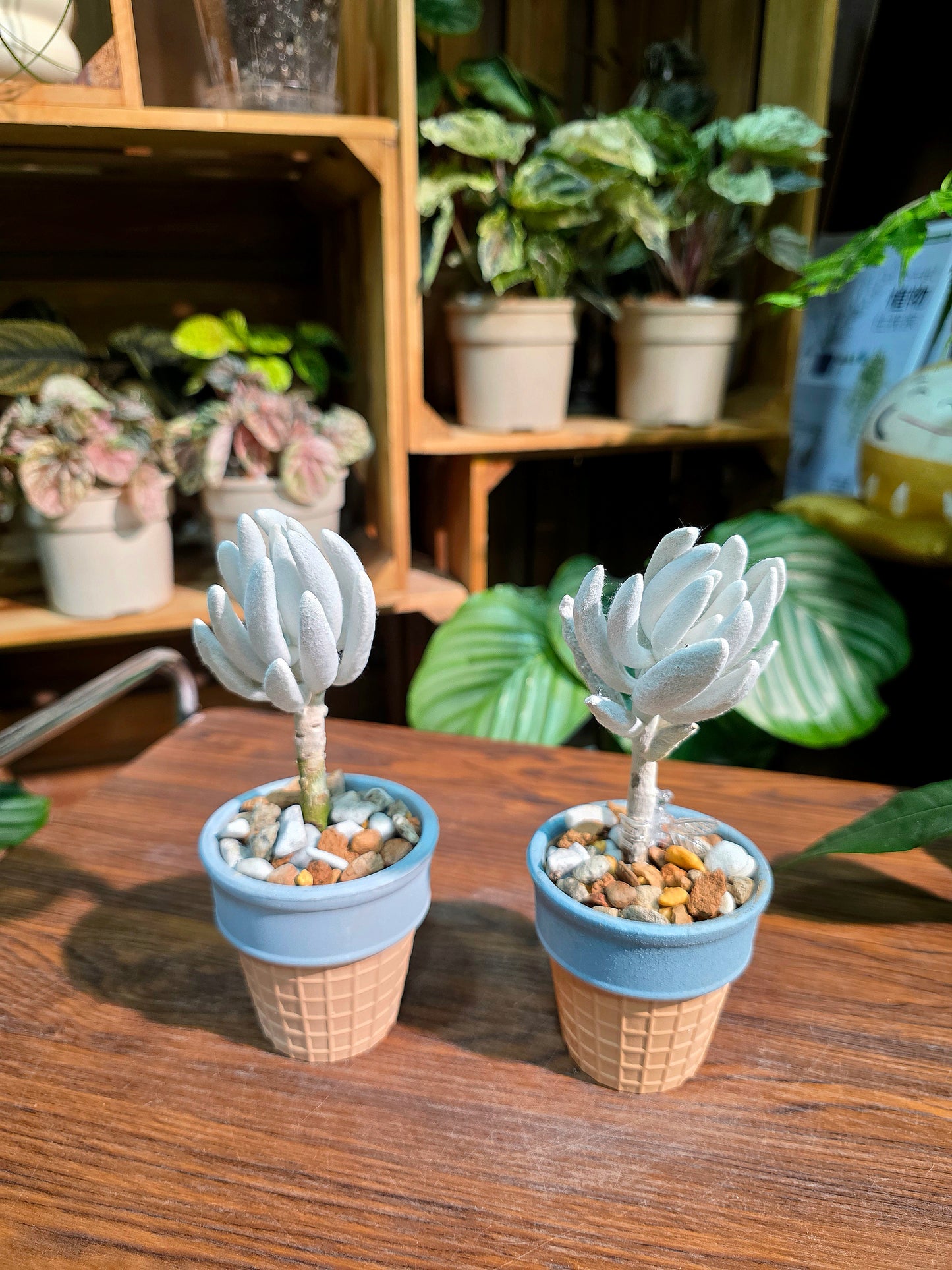 Senecio haworthii 銀月