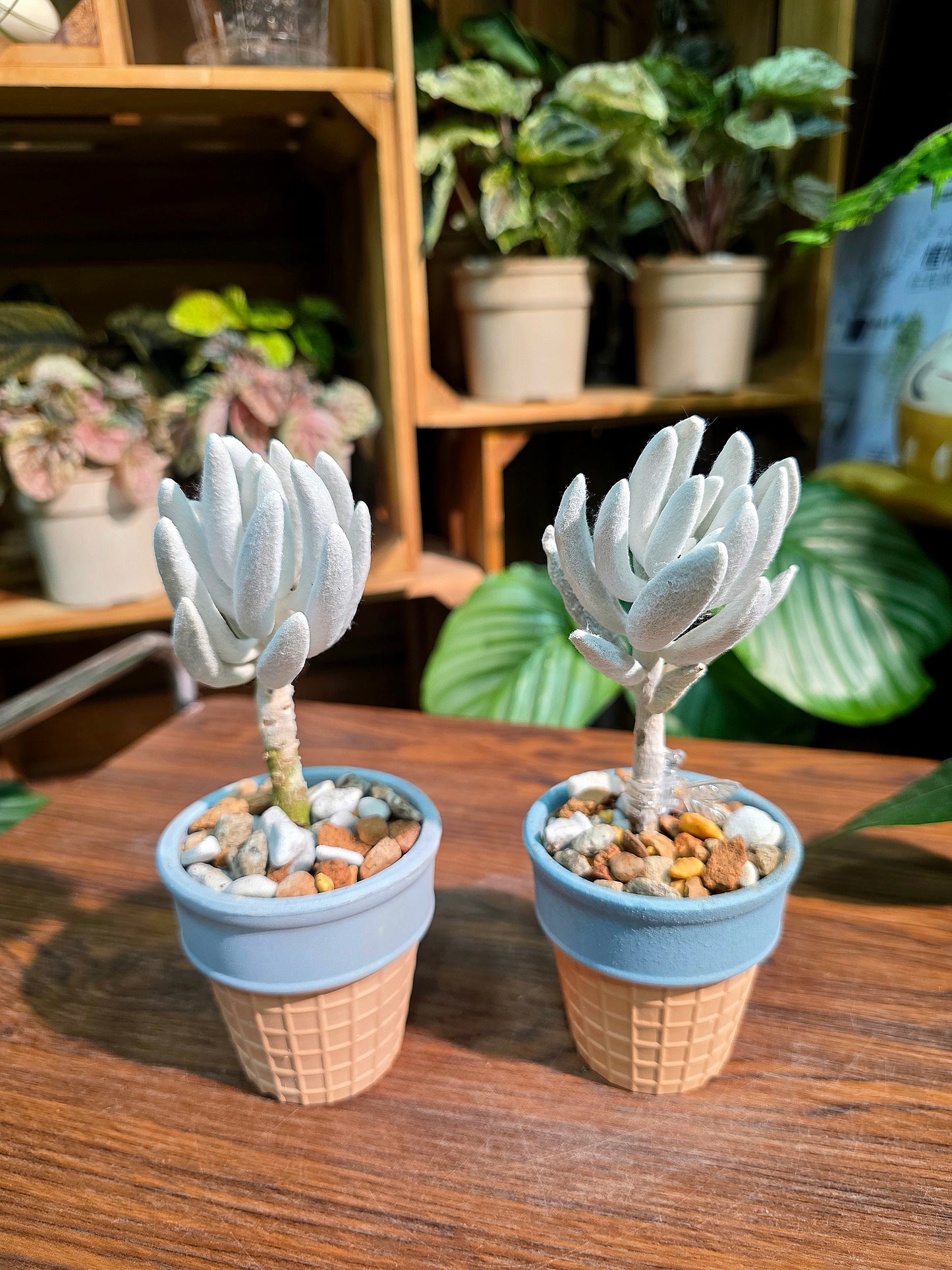Senecio haworthii 銀月