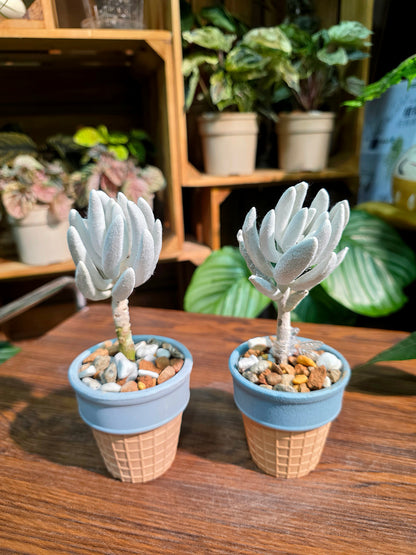 Senecio haworthii 銀月