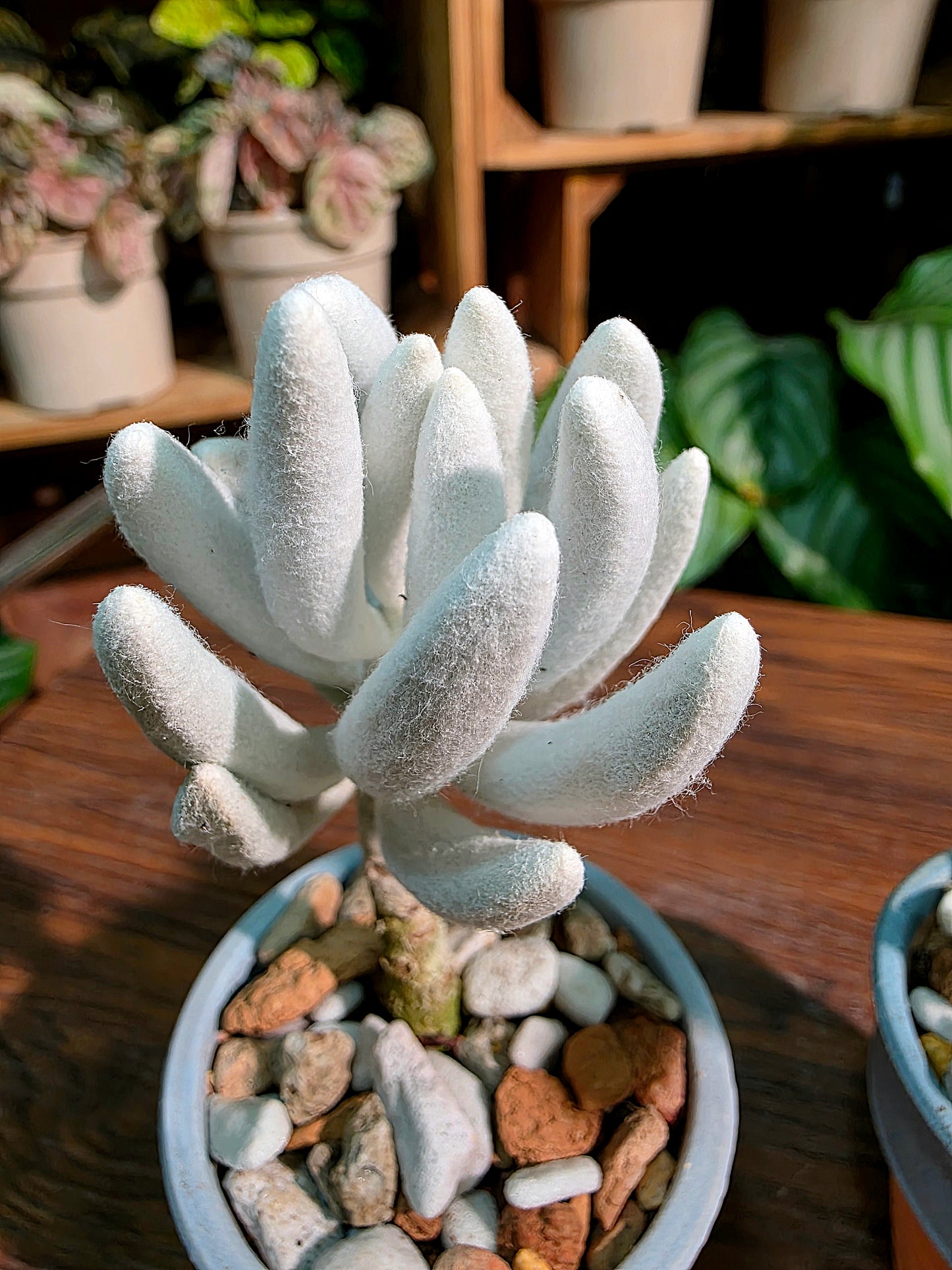 Senecio haworthii 銀月