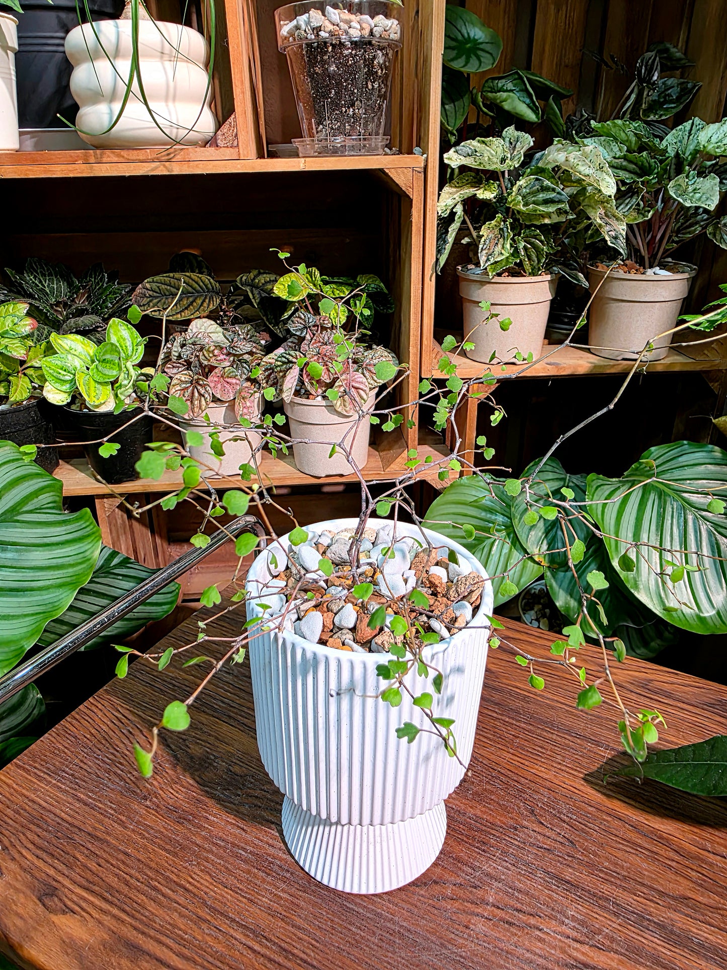 Muehlenbeckia complexa 千葉蘭