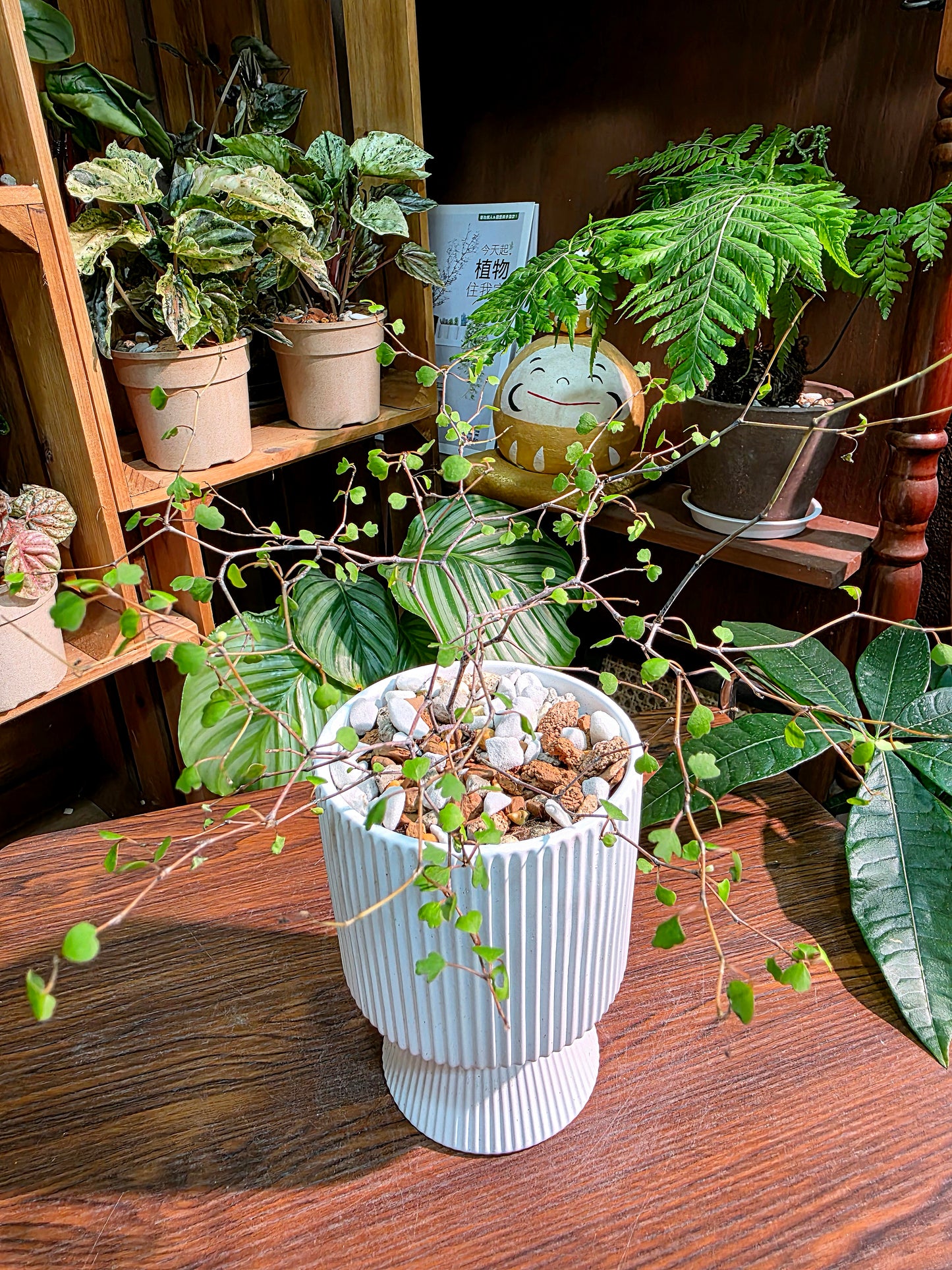 Muehlenbeckia complexa 千葉蘭