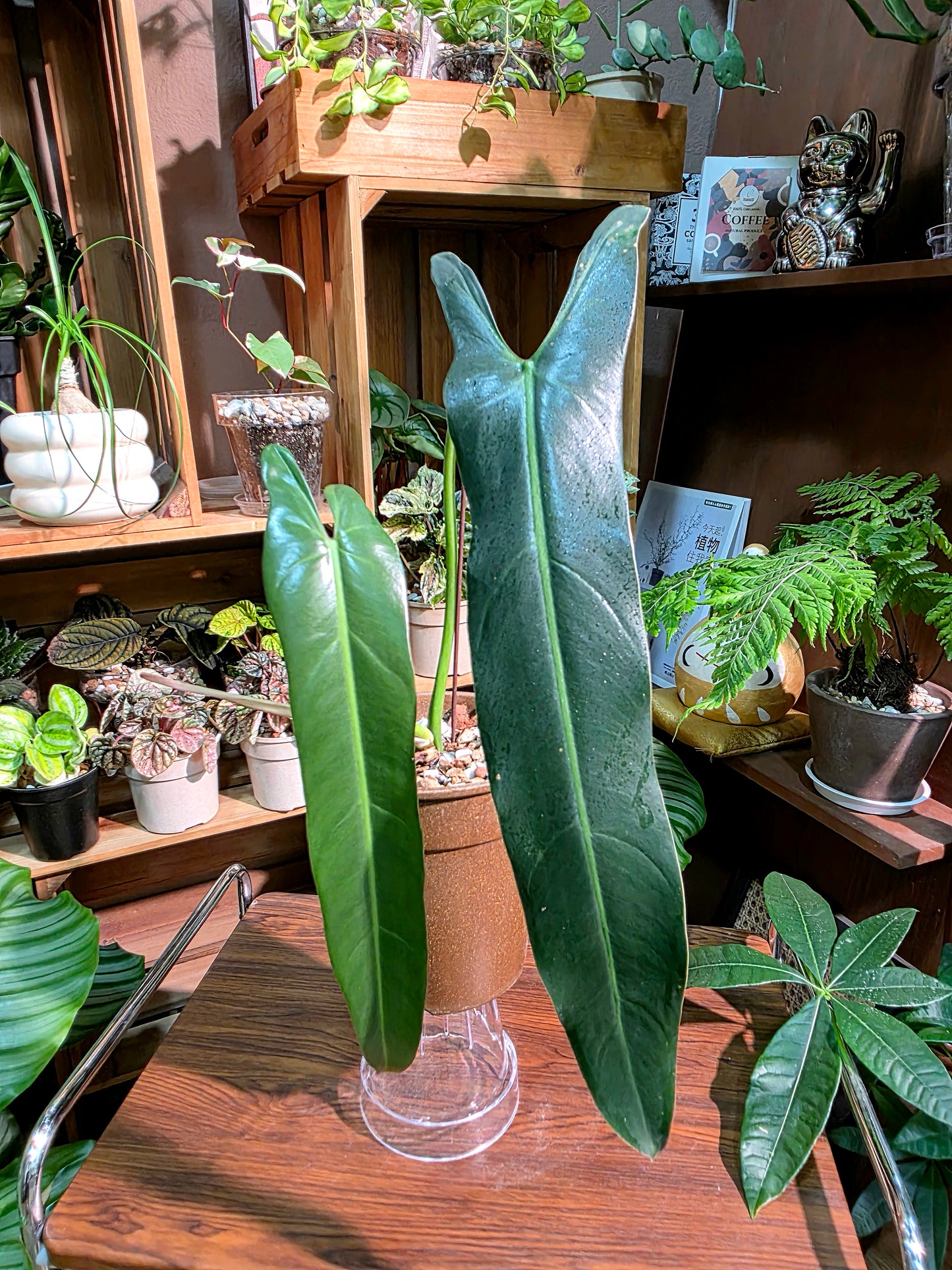 Philodendron spiritus sancti 聖靈蔓綠絨