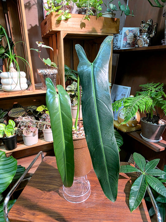 Philodendron spiritus sancti 聖靈蔓綠絨