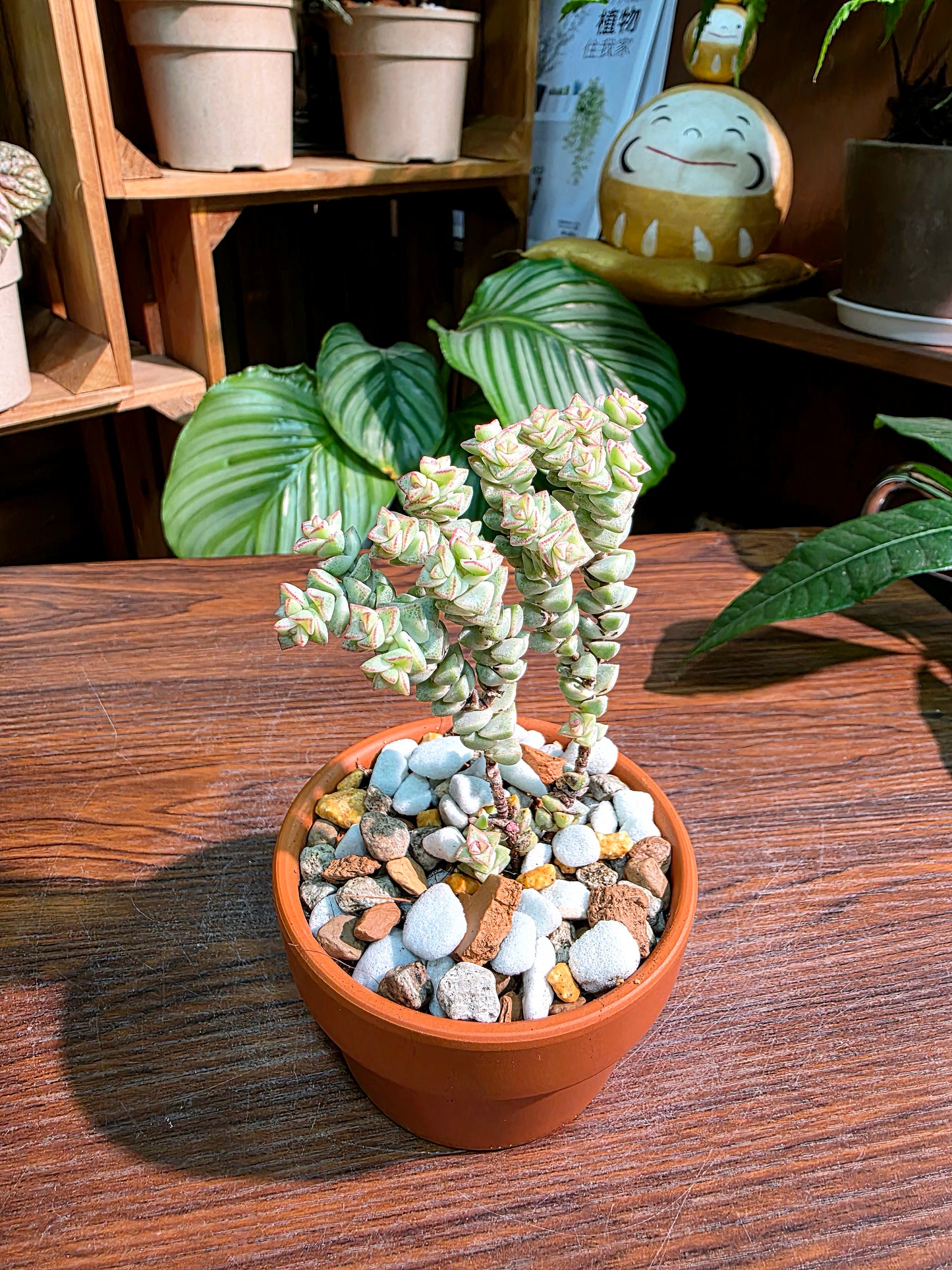 Crassula Tom Thumb variegated 小米星錦