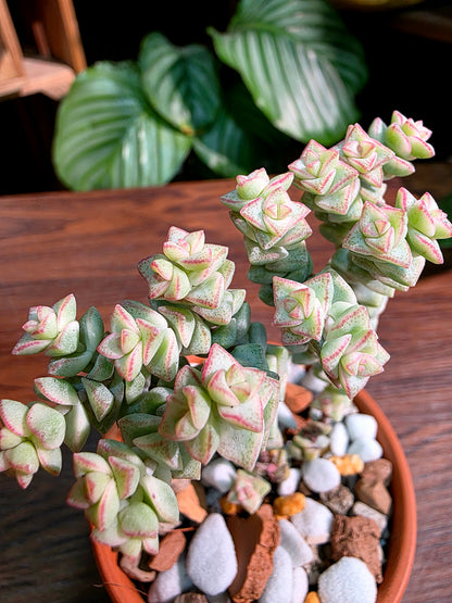 Crassula Tom Thumb variegated 小米星錦