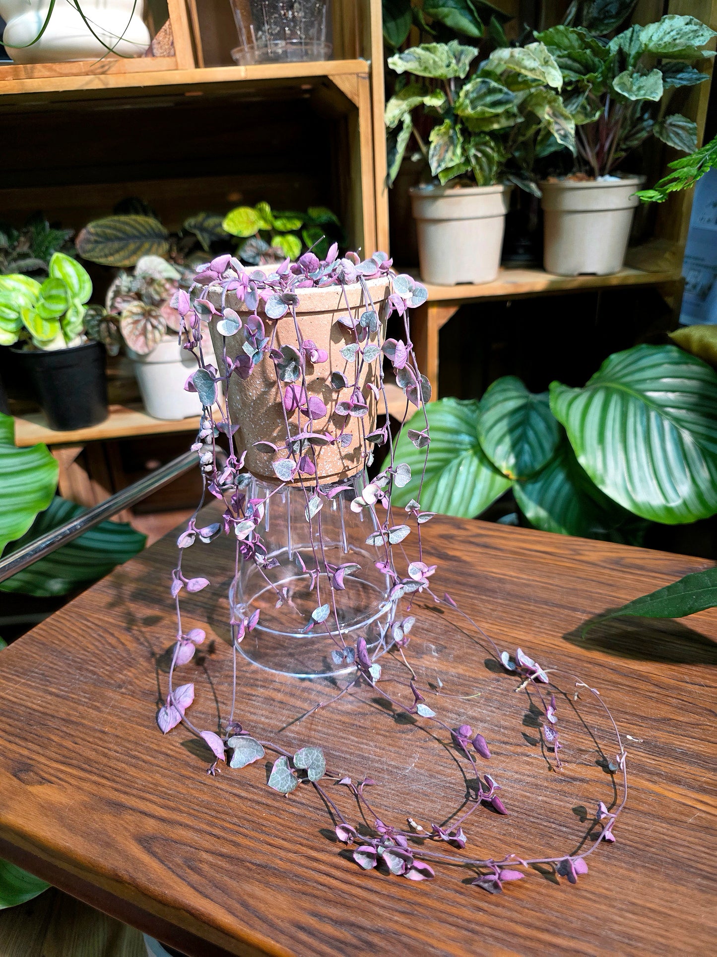 Ceropegia woodii variegated 愛之蔓錦