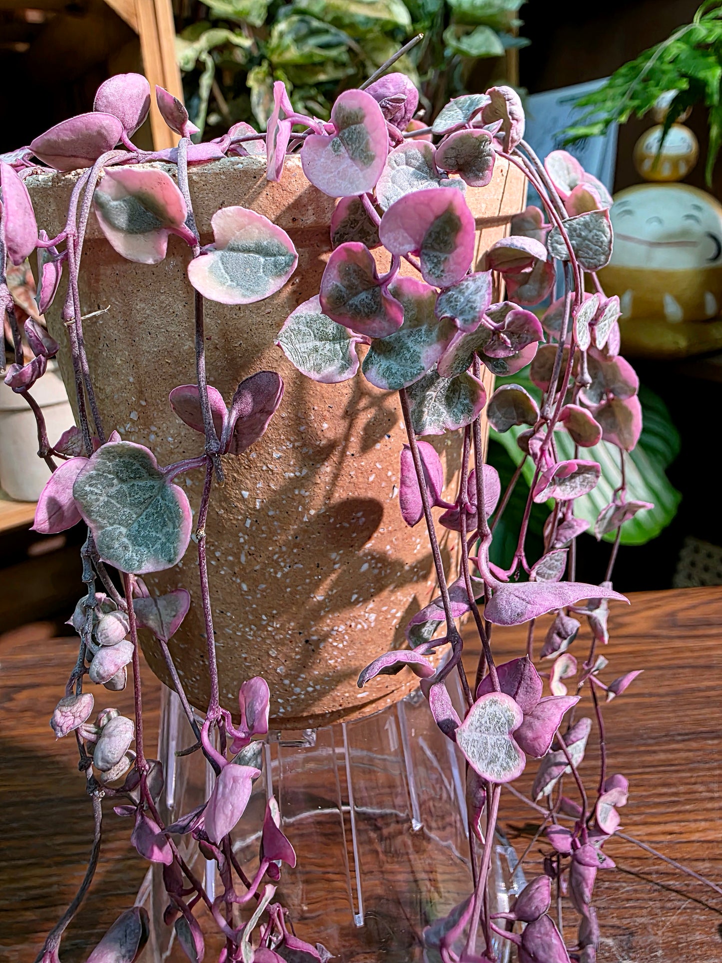 Ceropegia woodii variegated 愛之蔓錦