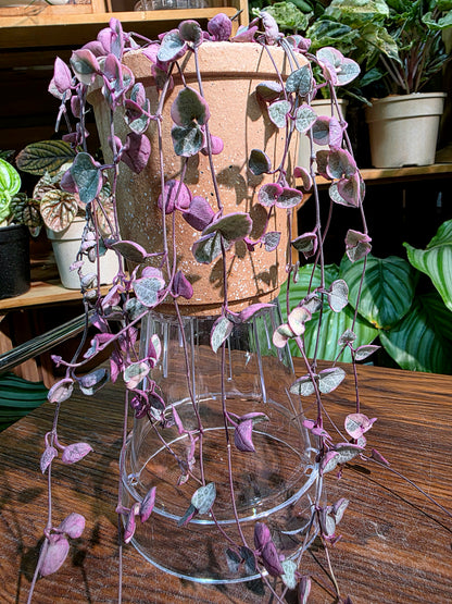 Ceropegia woodii variegated 愛之蔓錦