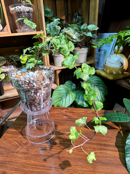 Hedara helix mojito 莫吉托常春藤