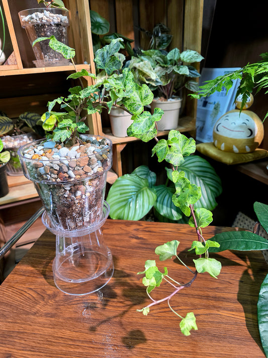 Hedara helix mojito 莫吉托常春藤