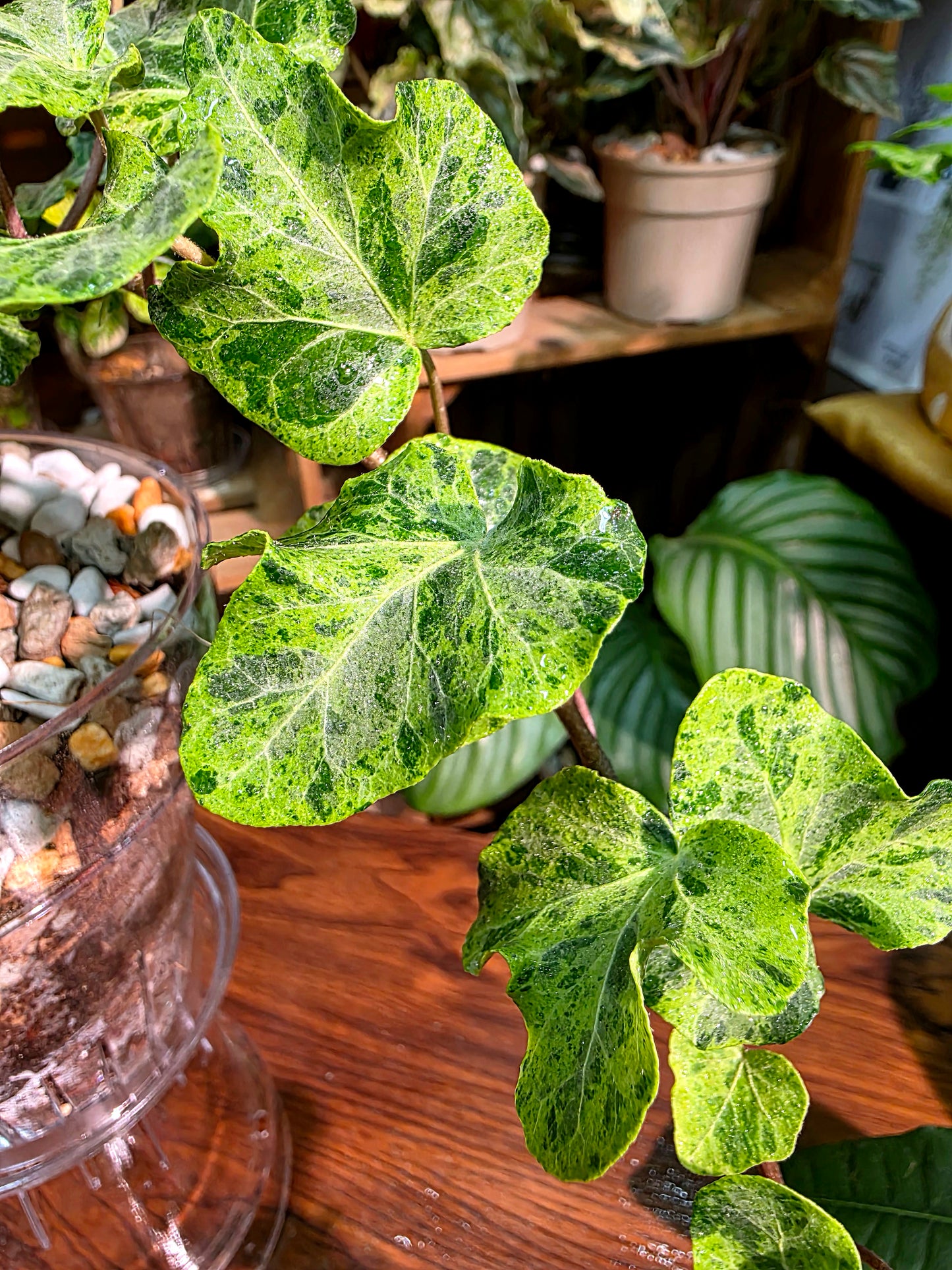Hedara helix mojito 莫吉托常春藤
