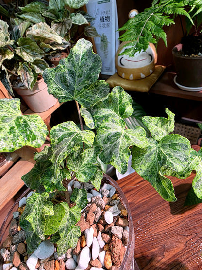 Hedara helix mojito 莫吉托常春藤