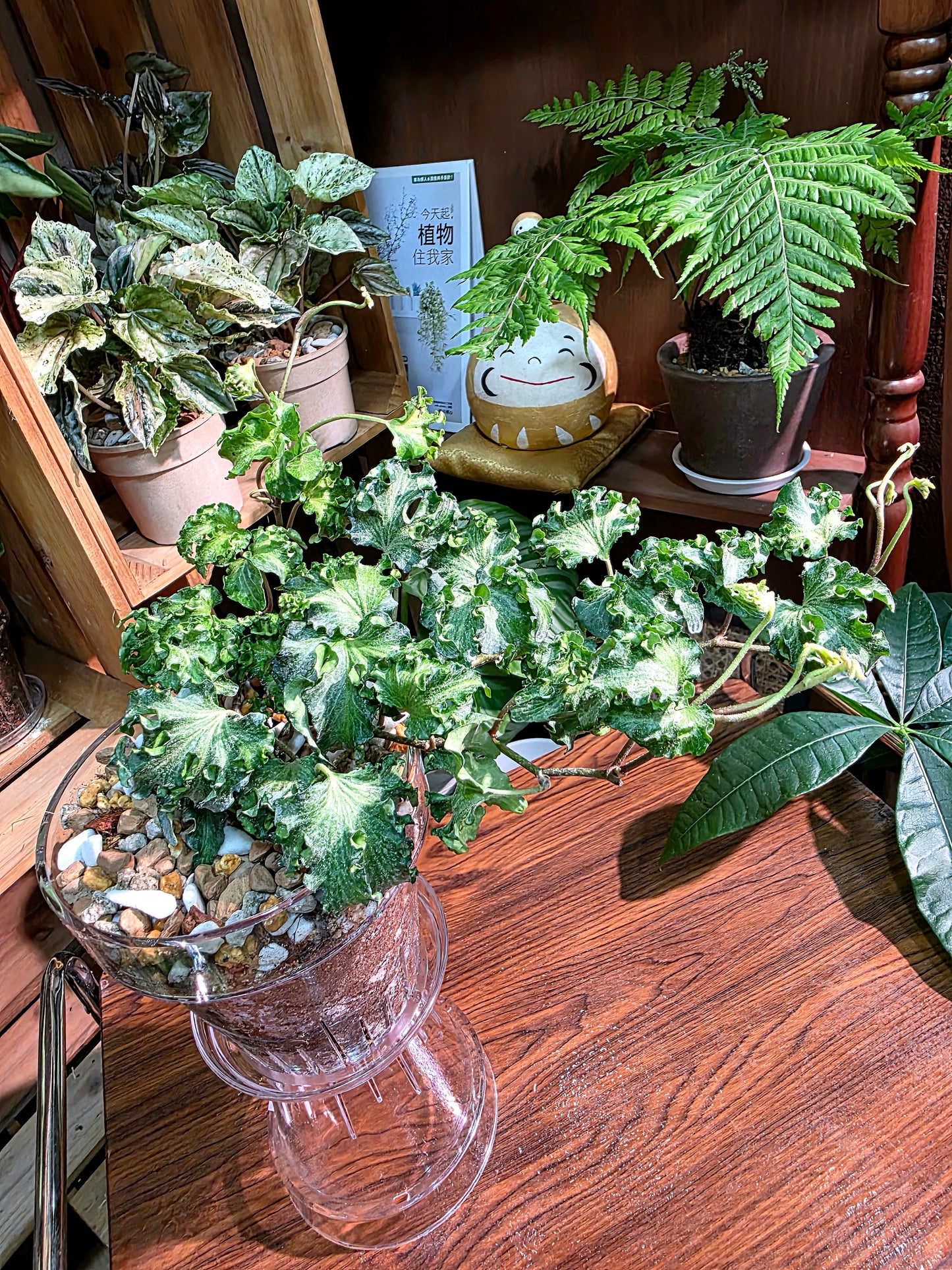 Hedara helix curly locks 獅子頭常春藤