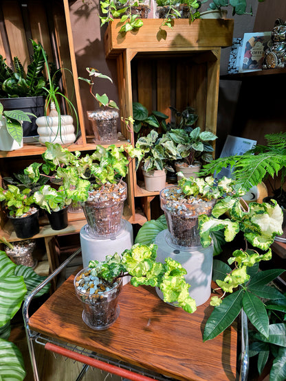 Hedera helix moonlight 月光燈常春藤