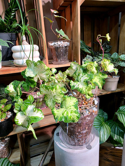 Hedera helix moonlight 月光燈常春藤