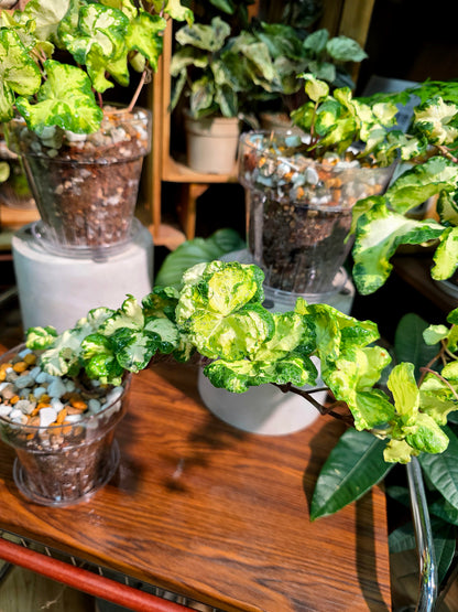 Hedera helix moonlight 月光燈常春藤