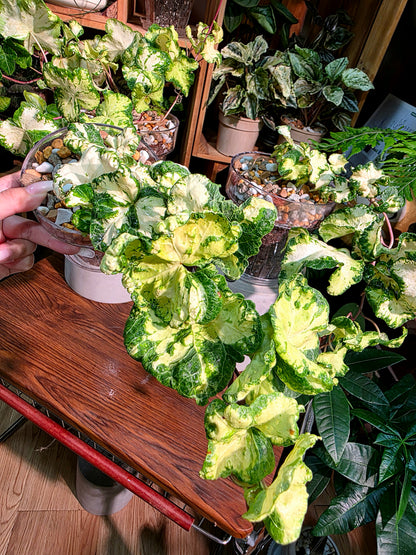 Hedera helix moonlight 月光燈常春藤