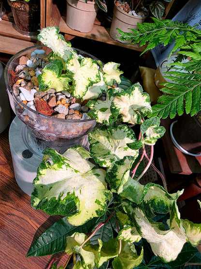 Hedera helix moonlight 月光燈常春藤