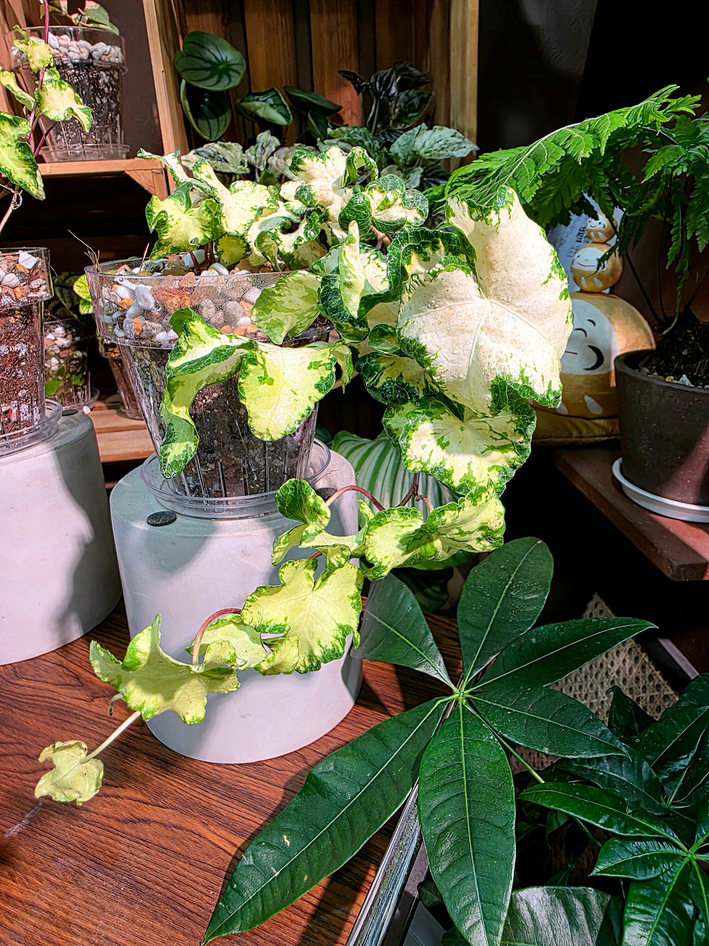 Hedera helix moonlight 月光燈常春藤