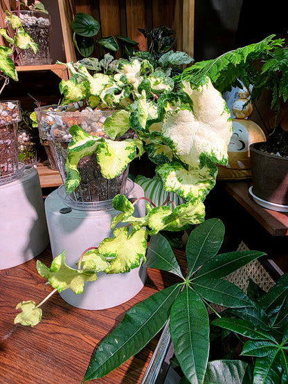 Hedera helix moonlight 月光燈常春藤