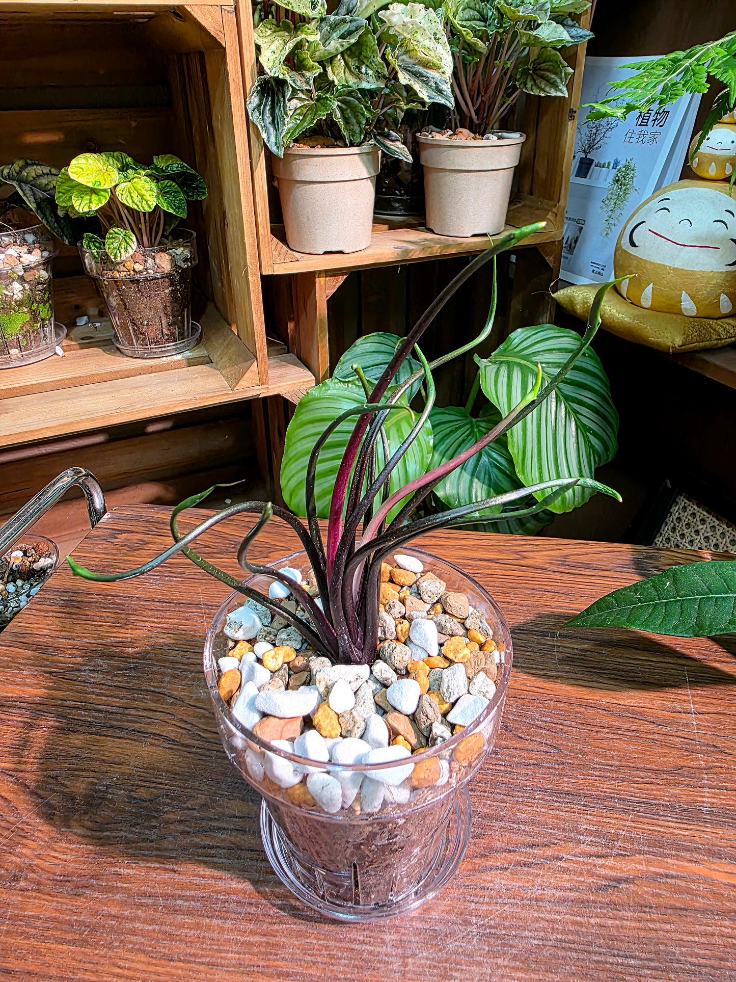 Alocasia plumbae Flying Squid 飛行章魚海芋