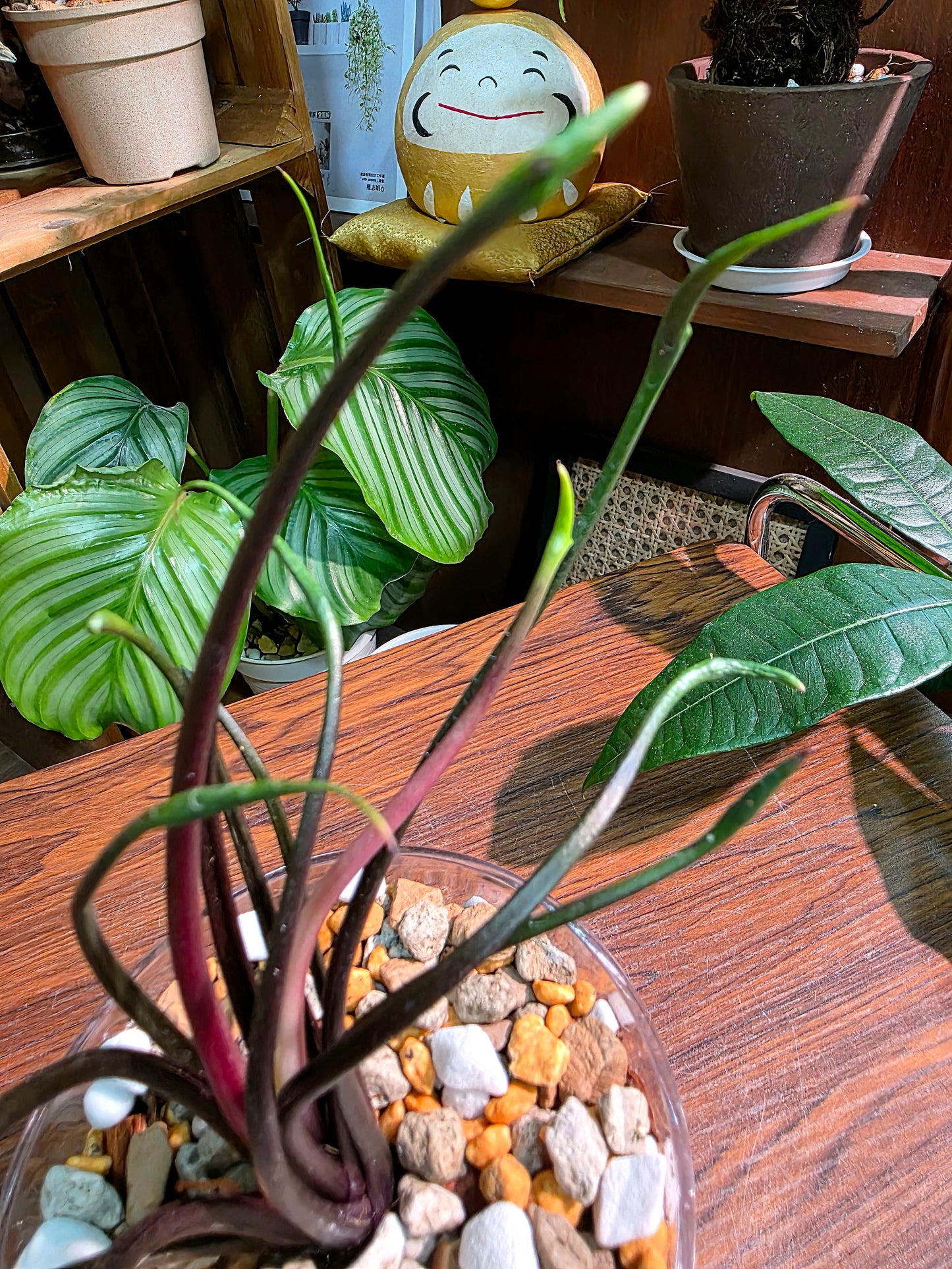 Alocasia plumbae Flying Squid 飛行章魚海芋