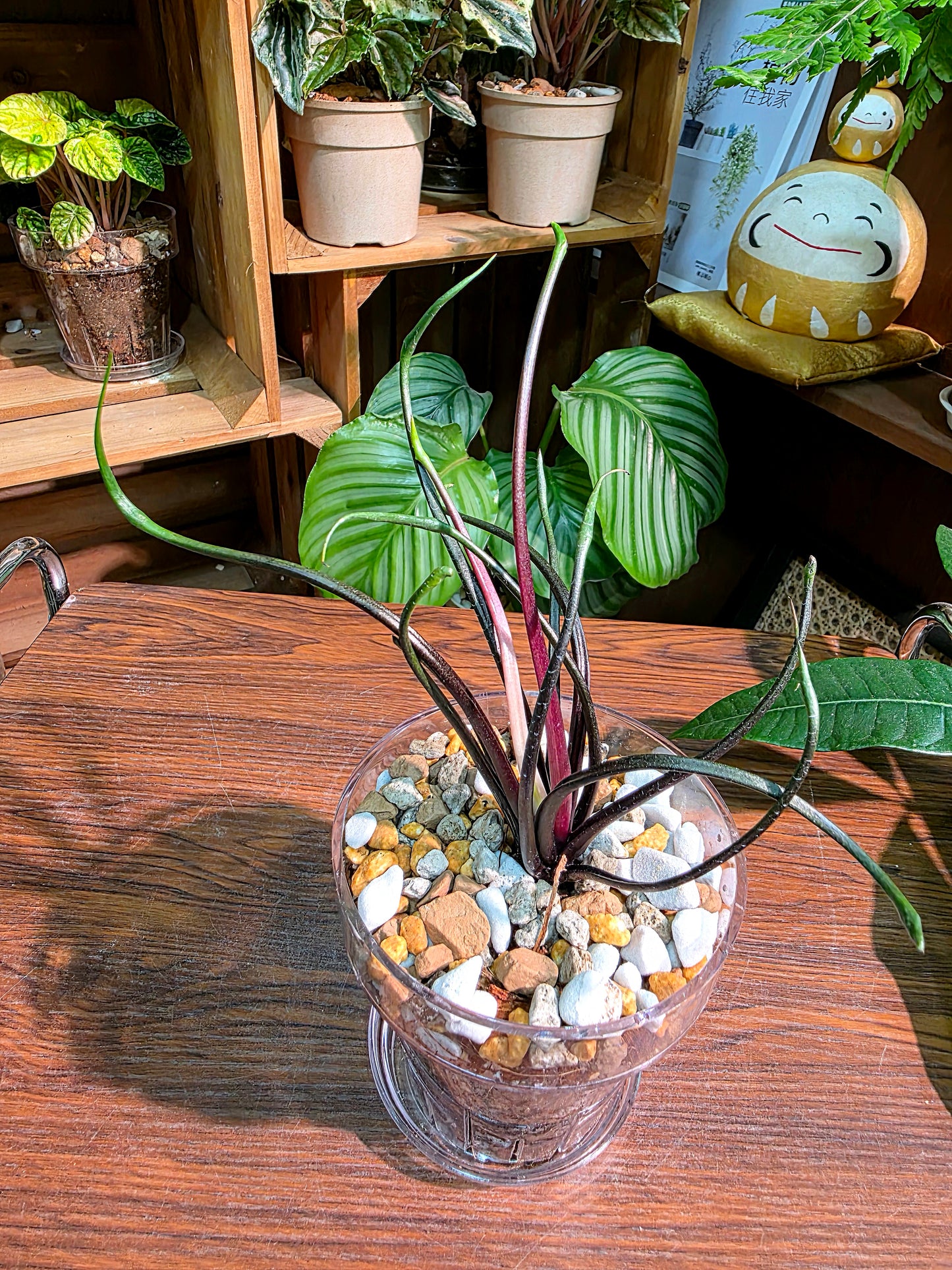 Alocasia plumbae Flying Squid 飛行章魚海芋