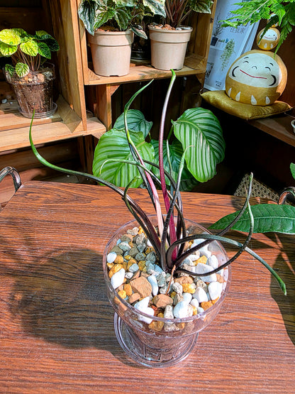 Alocasia plumbae Flying Squid 飛行章魚海芋