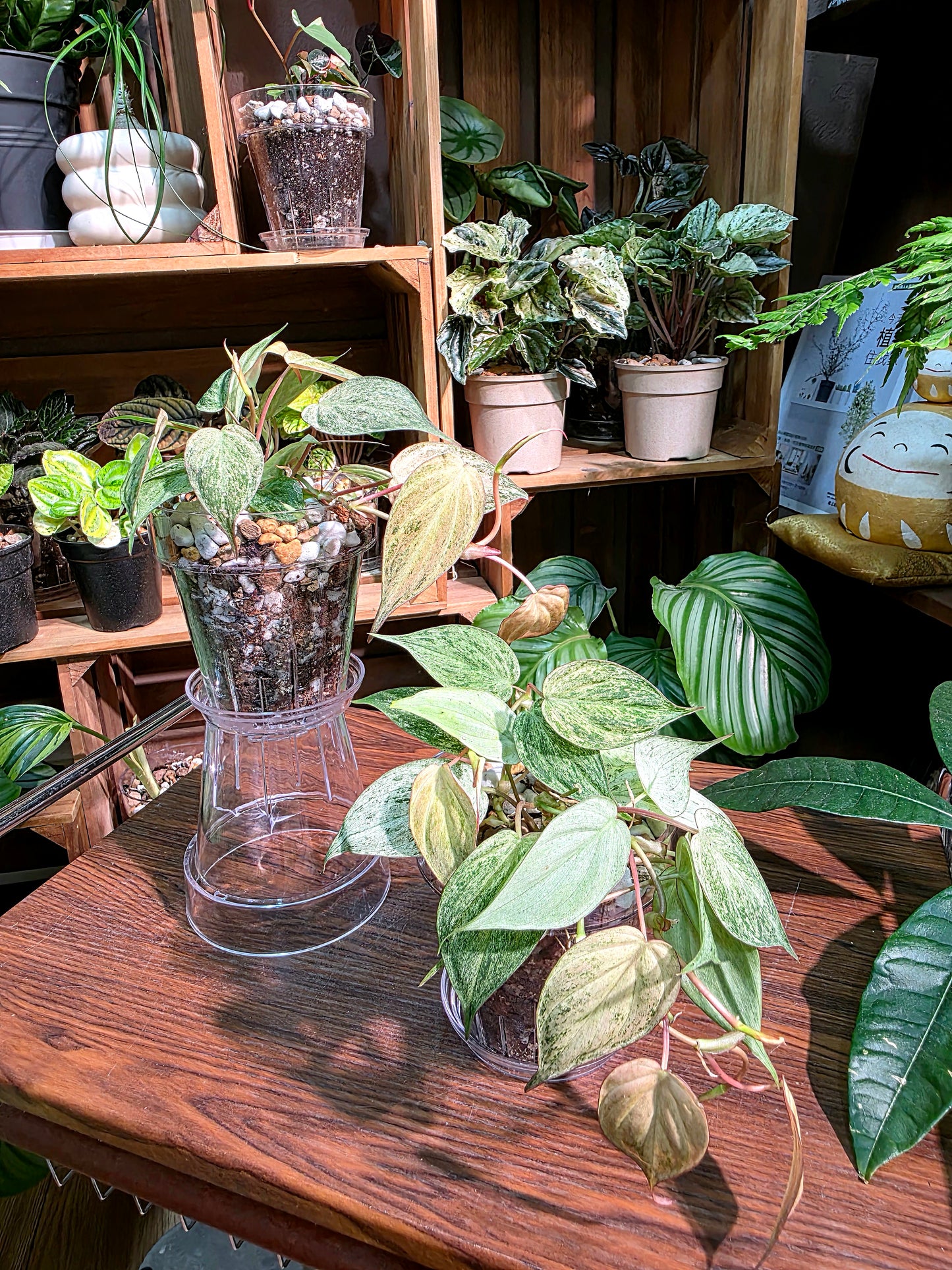 Philodendron micans pink variegated 粉薄荷雲母蔓綠絨