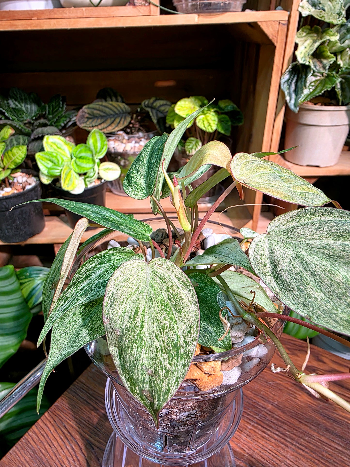 Philodendron micans pink variegated 粉薄荷雲母蔓綠絨