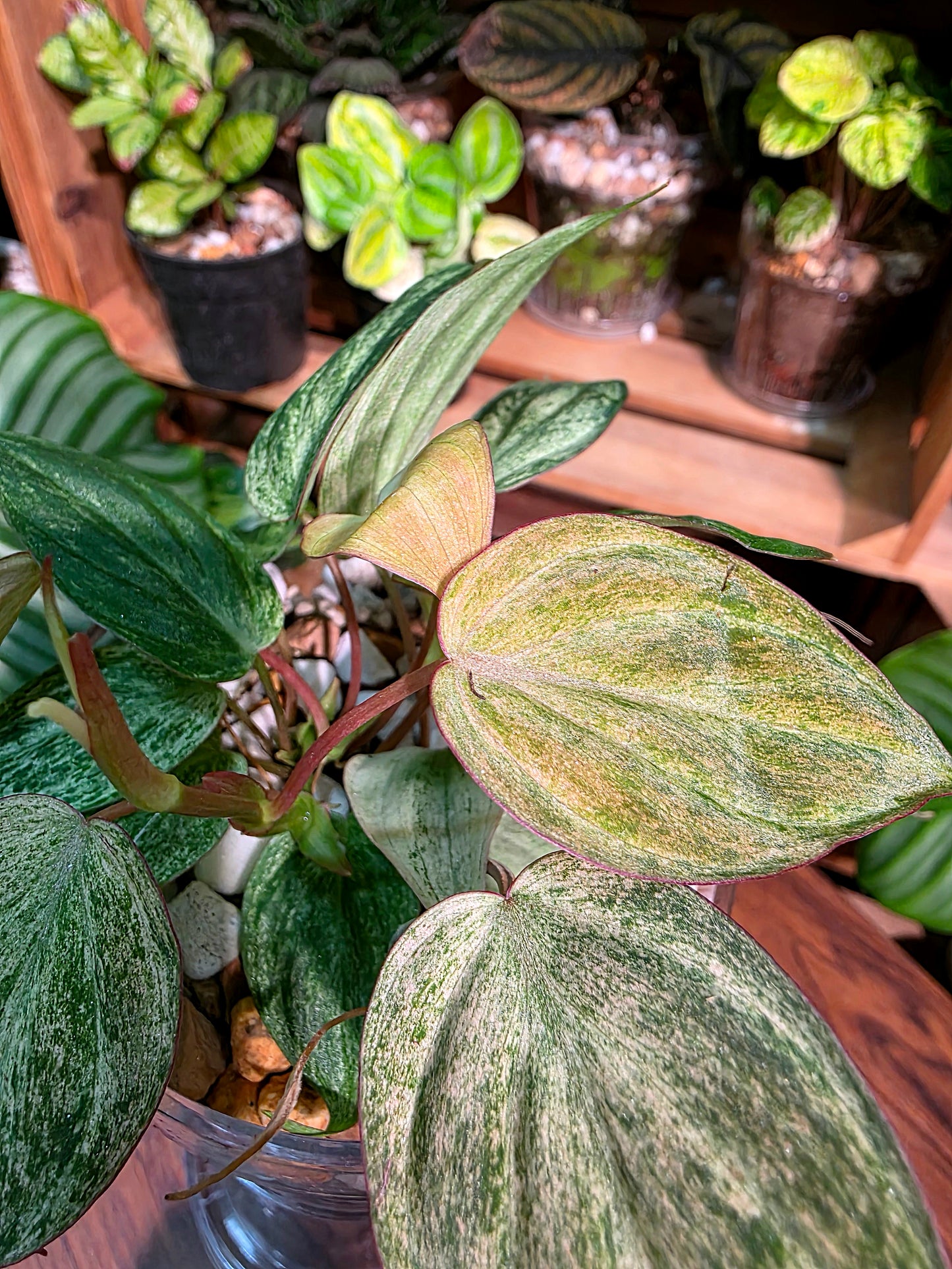 Philodendron micans pink variegated 粉薄荷雲母蔓綠絨