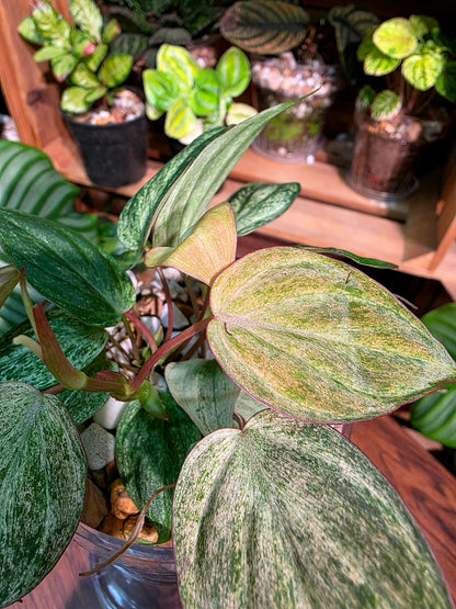 Philodendron micans pink variegated 粉薄荷雲母蔓綠絨